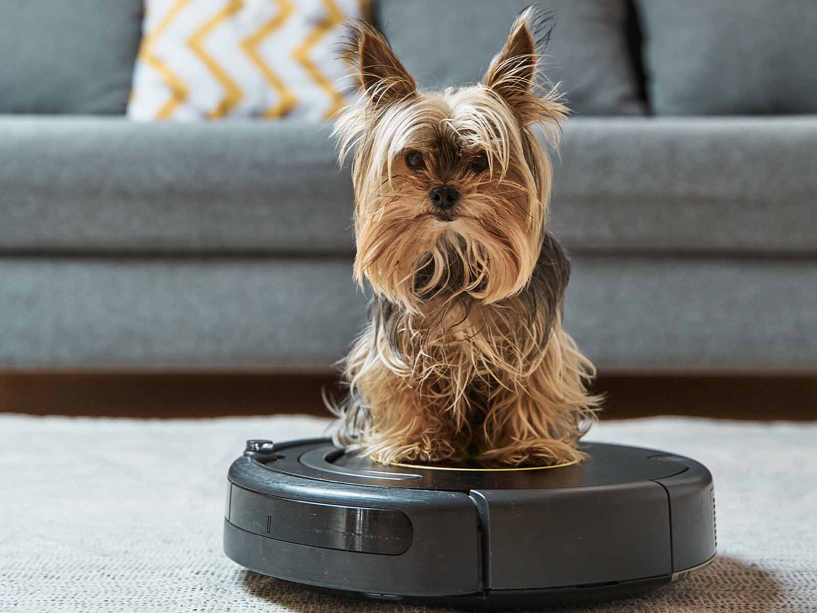 Terrierhund sidder ovenpå robotstøvsuger