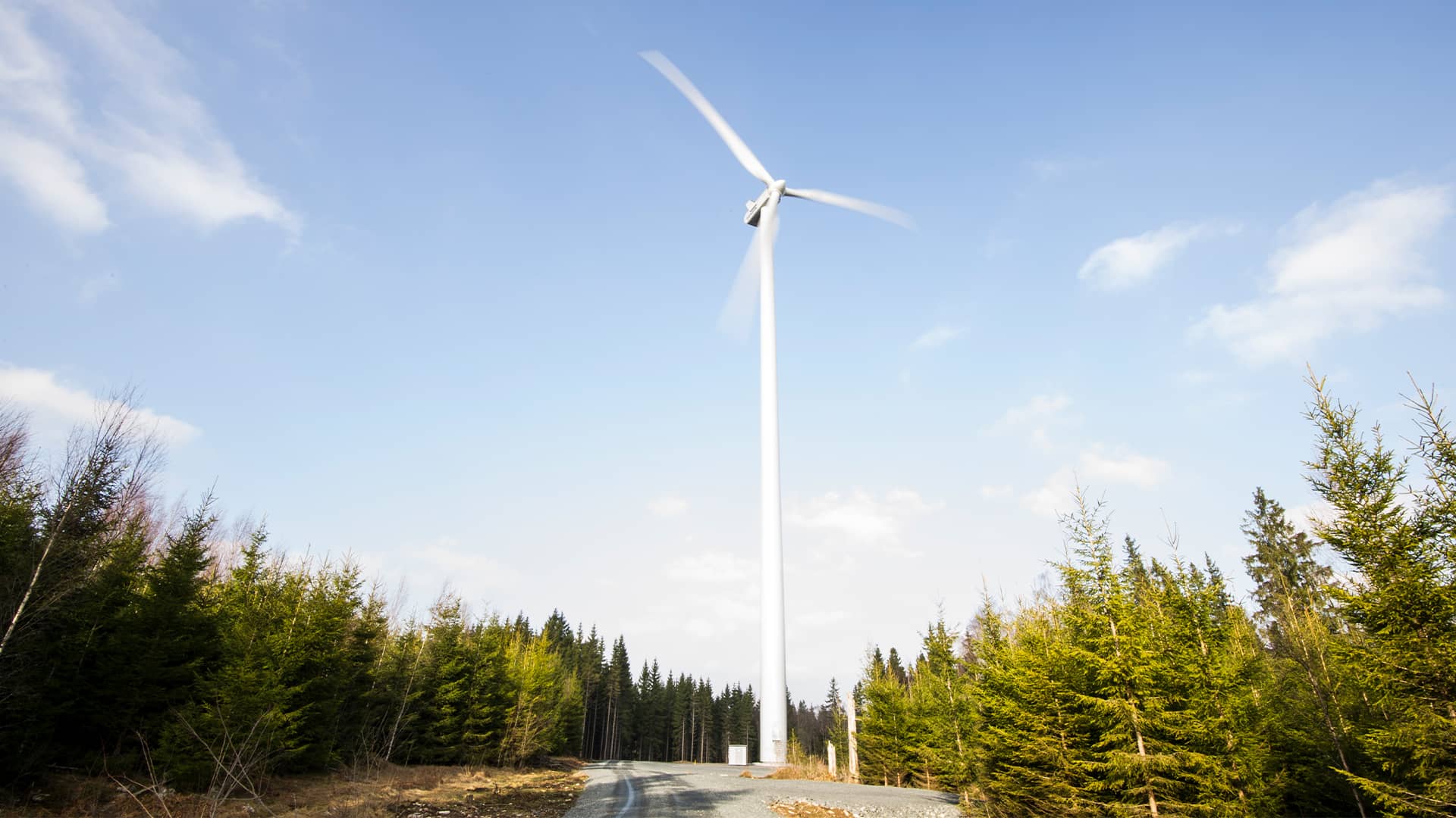 En vindmølle står midt i en skov af grantræer.