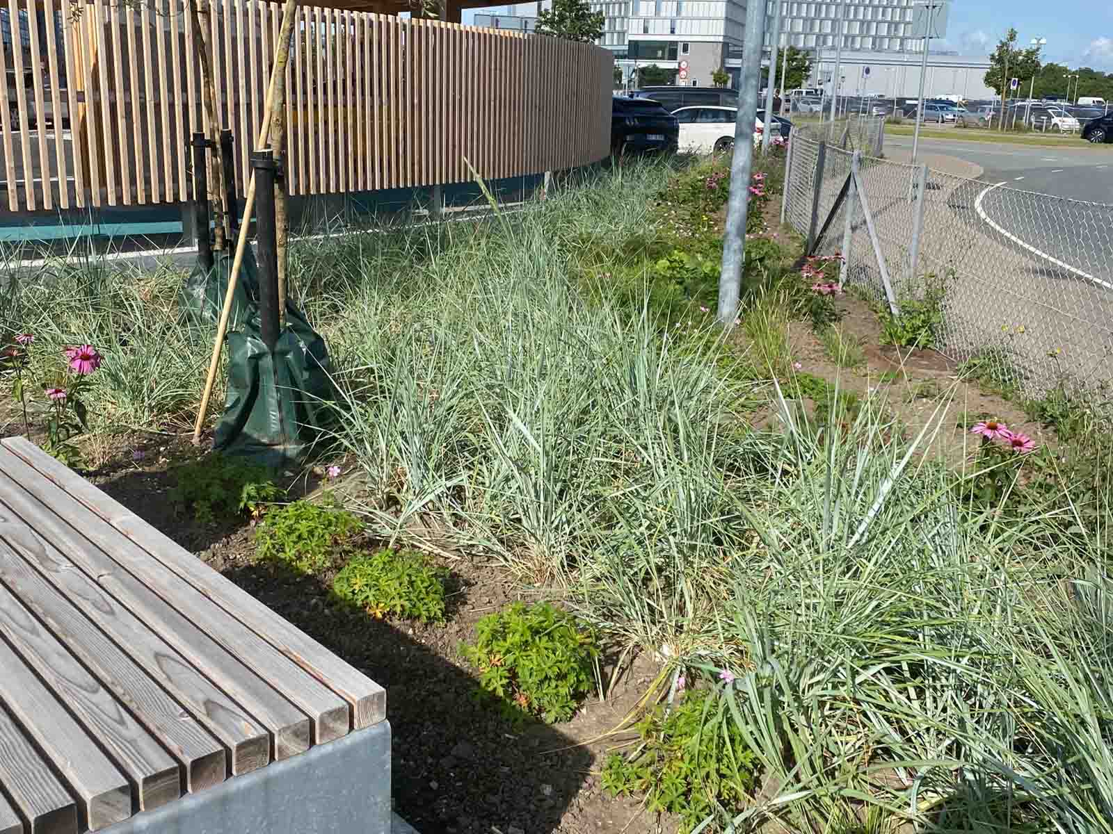 Biodiversitetshaven ved EWIIs lynladestation CPH