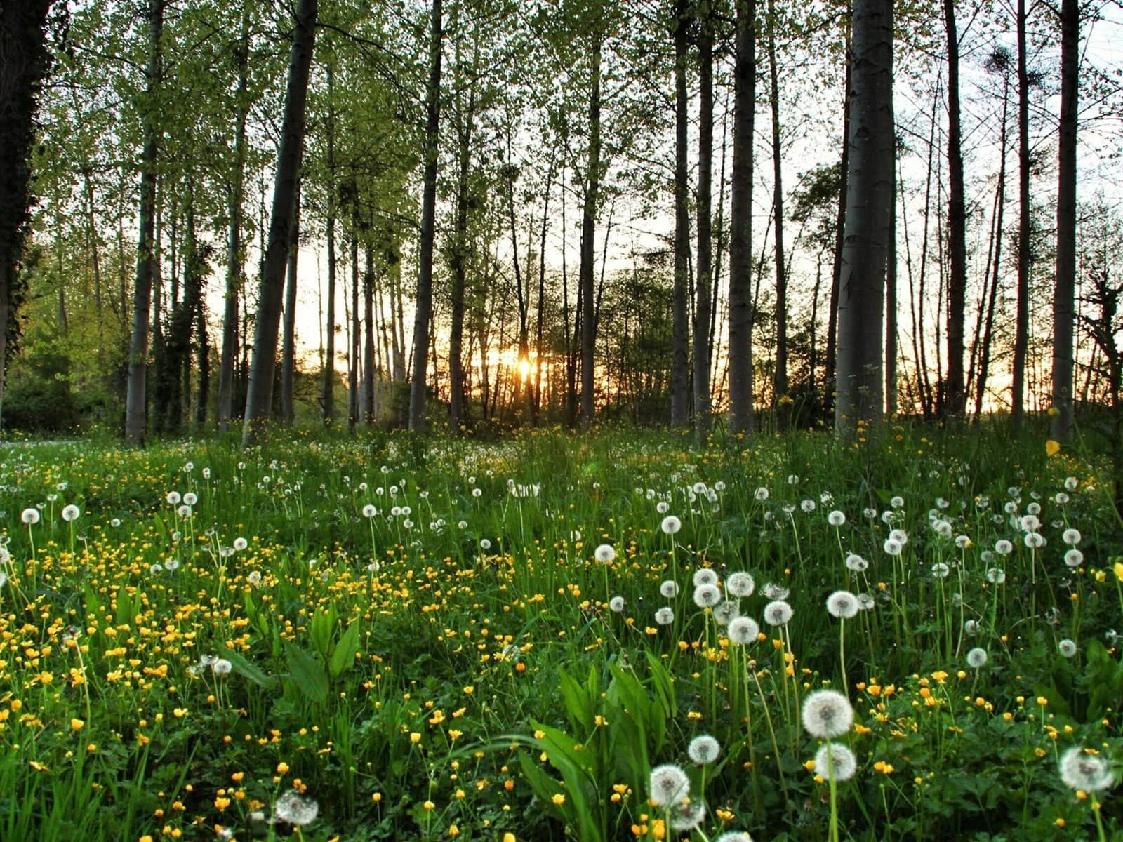 mælkebøtter i skovbunden