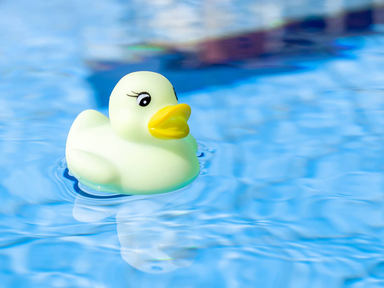 Gul badeand i pool.
