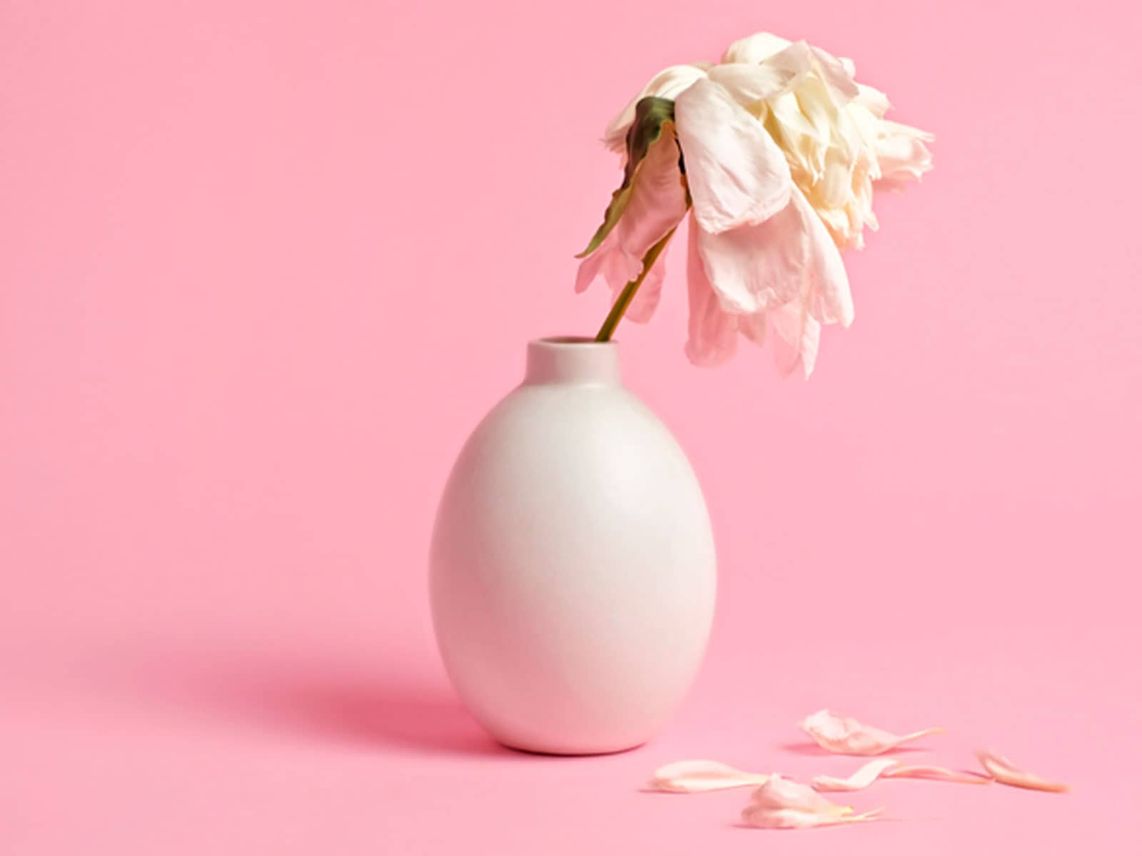 Vissen blomst i vase