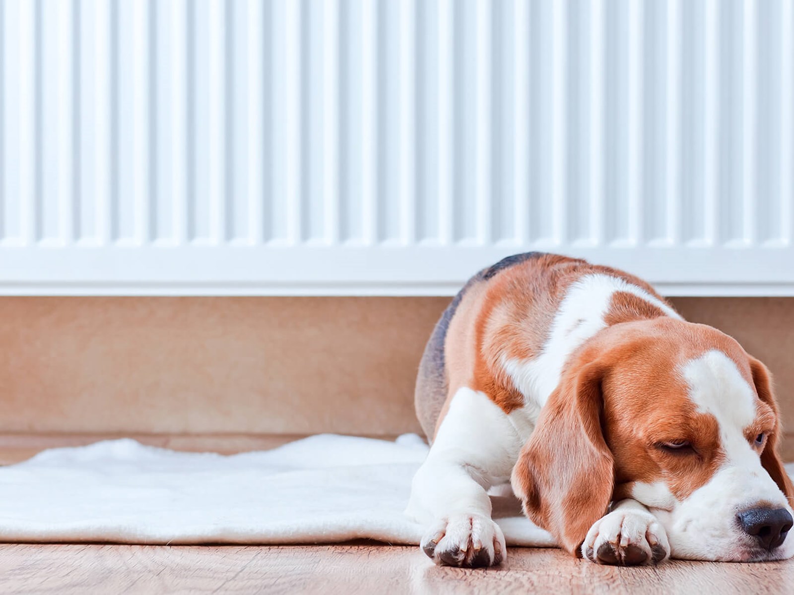 Træt hund foran radiator, der nyder at sin ejer har fået reduceret elafgift. Til opvarmning af sommerhus med elvarme