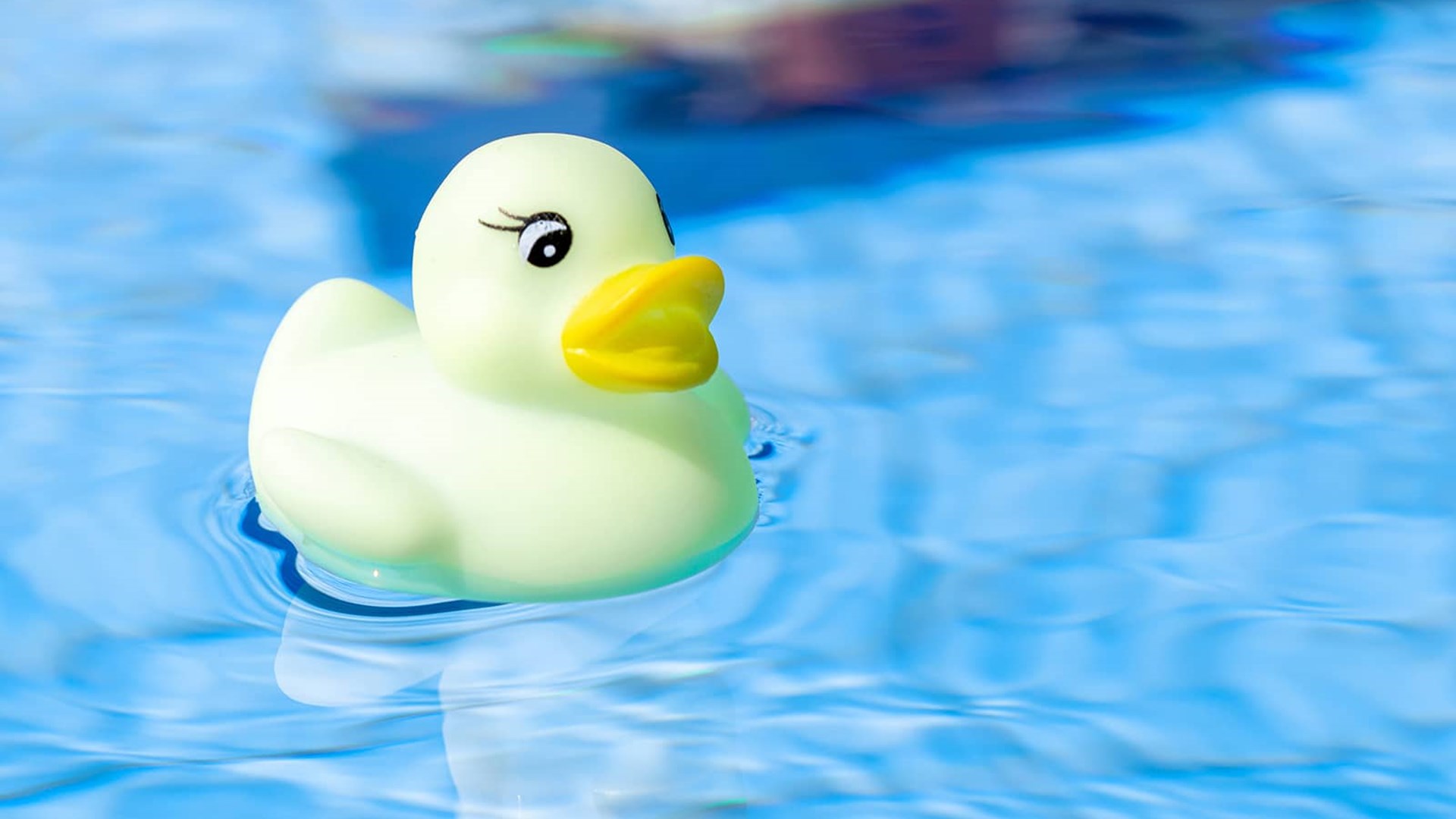 Gul badeand svømmer i vand. Hvad koster varmt vand ift. koldt vand? Hvad koster et brusebad - er det dyrere end karbad? 