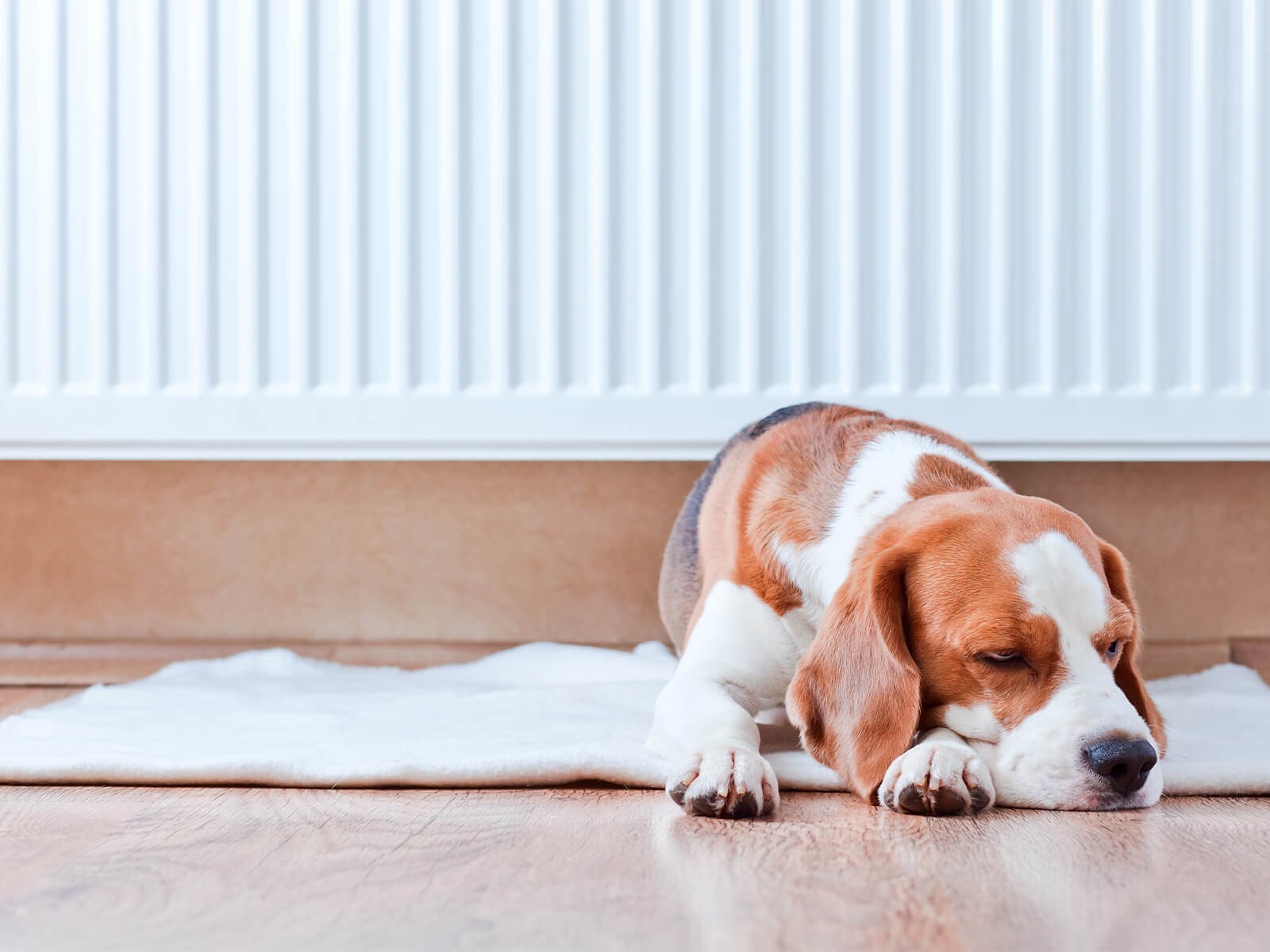 Træt hund foran radiator