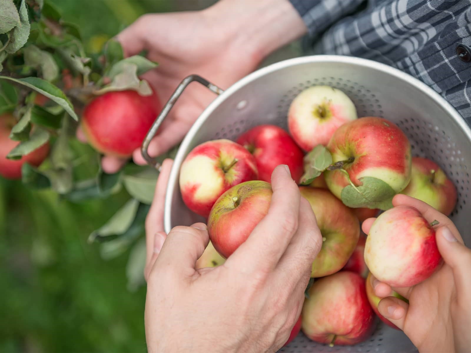 Hænder der samler æbler i spand