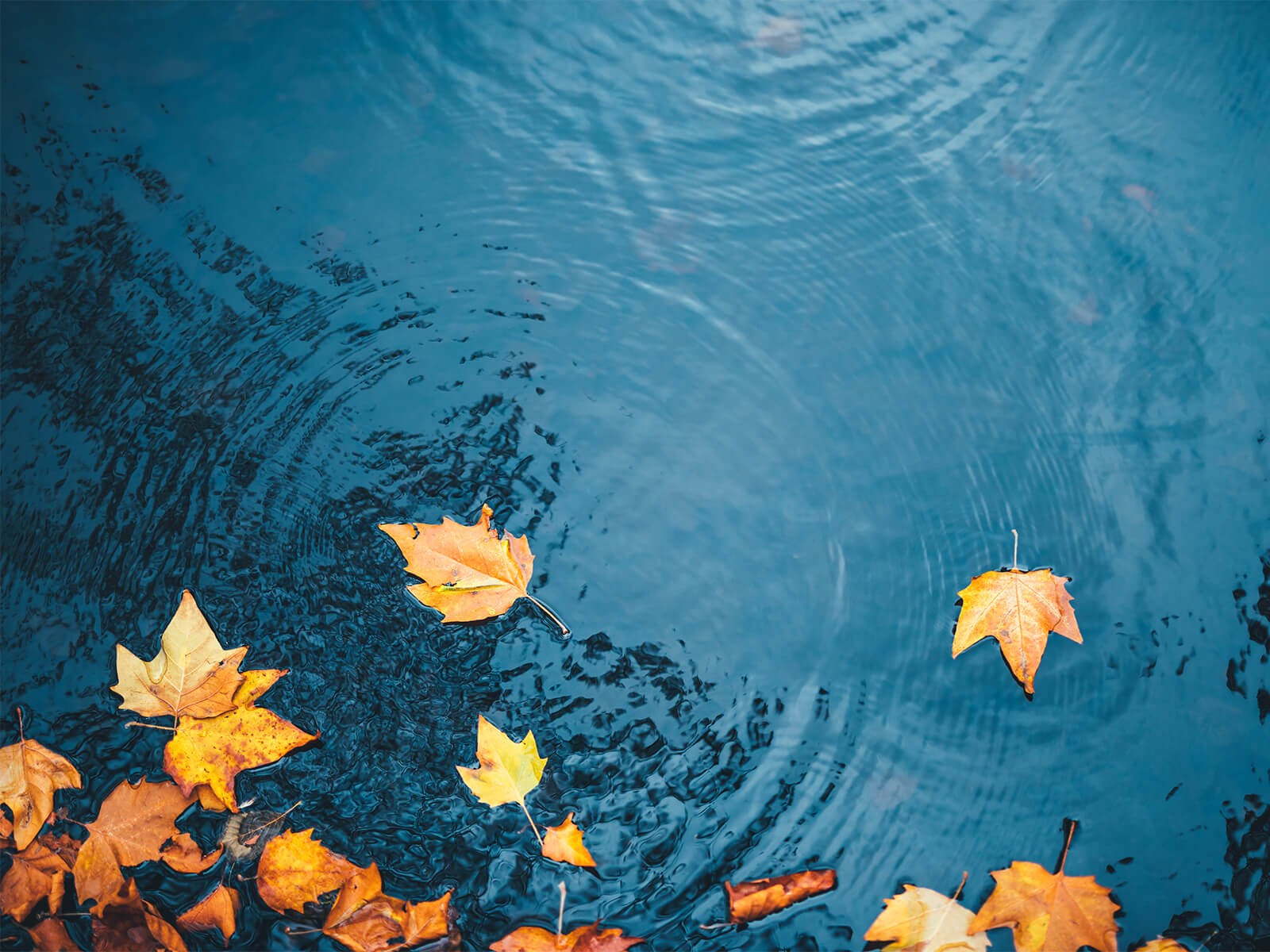 Efterårsblade der flyder på vandet